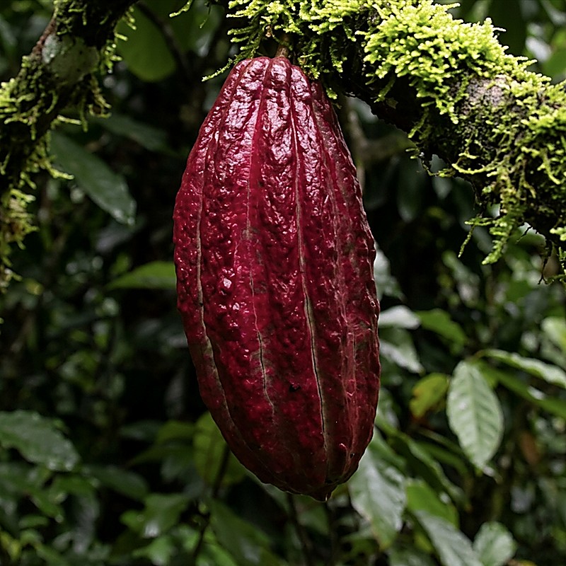 Colombia Sierra Nevada
