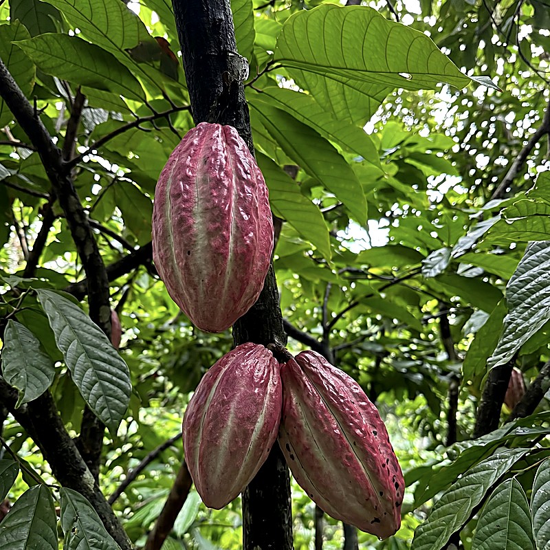 Cacao Nibs Criollo Guatemala