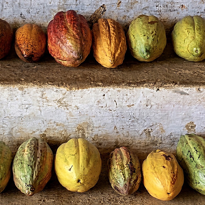 Cacao Sample Box – proef alle smaken